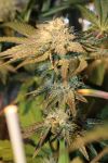 More Cowbell Regular Seeds - 11
