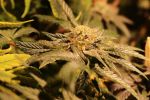 More Cowbell Regular Seeds - 11