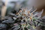 More Cowbell Regular Seeds - 11