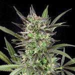Blue Venom Feminized Seeds - 5