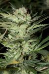 Mozarella Feminisiert Samen - 5