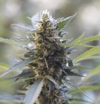 Northern Lights x Skunk Feminized Seeds - 5