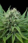 Raw Diesel Feminised Seeds - 5