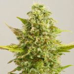 Royal Kush Féminisée Graines - 5