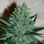 White Lavender Feminizowane Nasiona - 5