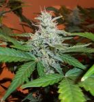 BC Lowryder #2 Auto Feminised Seeds - 6