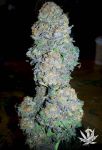 God's Gift Feminised Seeds - 6