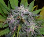 God's Gift Feminised Seeds - 6