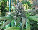 God Bud CBD Regular Seeds - 12