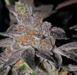Animal Cookies Regular Seeds - 12