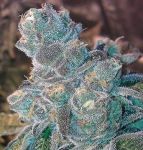 Animal Cookies Regular Seeds - 12