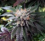 Shiatsu Kush Regular Seeds - 12