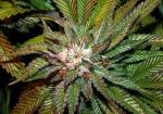 Shiatsu Kush Regular Seeds - 12