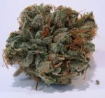 707 Headband Regular Seeds - 12