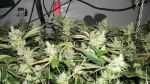 BC Rockstar Regular Seeds - 12