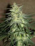 BC Mango Regular Seeds - 12