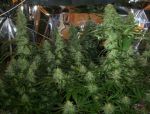 BC Mango Regular Seeds - 12