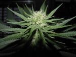 Sweet God Regular Seeds - 12