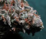 Sweet God Regular Seeds - 12