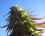 Texada Timewarp Regular Seeds - 12