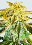 Master Kush Régulier Graines - 10