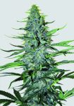 White Widow Regulär Samen - 10