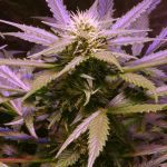 Lemon OG Haze Feminisiert Samen - 5