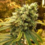 Sour Diesel Feminizowane Nasiona - 5