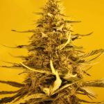 White Widow Auto Feminised Seeds - 5