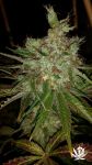 Garlic Cheese Feminised Seeds - 5
