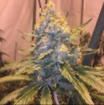 Cocoa OG Régulier Graines - 10
