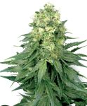 White Widow Regulär Samen - 10