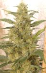 White Widow Regulär Samen - 10