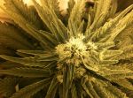 White Widow Regulär Samen - 10