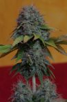 White Widow Regulär Samen - 10