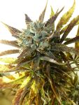 Chazy Auto Feminised Seeds - 3