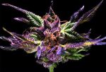 Ken's Original GDP (Grand Daddy Purple) Feminisiert Samen - 5