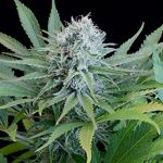Peach Puree CBD Feminised Seeds - 5