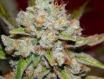 Star Killer Regular Seeds - 12