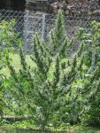 Haze CBD Auto Regular Seeds - 10
