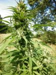 Micron Tao Auto Regular Seeds - 10