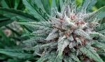 Sativa Samadhi Regular Seeds - 10