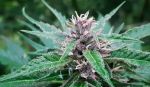Tao Purple Regular Seeds - 10