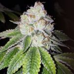 Lemon Tart Feminized Seeds - 6