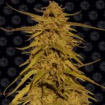 Pineapple Haze Regulär Samen - 10
