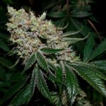 Gorilla Glue #4 Féminisée Semences - BULK x 100