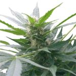 Afghan Kush Feminised Seeds - BULK x 100