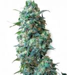 Afghan Kush Feminised Seeds - BULK x 100
