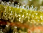 Badazz OG Cheese Feminised Seeds - BULK x 100