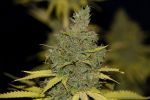 Badazz OG Cheese Feminised Seeds - BULK x 100